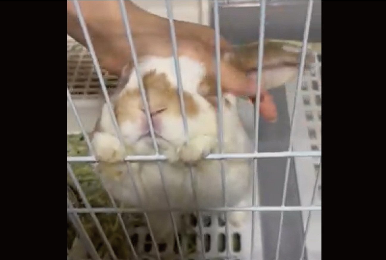 ウサギが飼い主さんをお出迎え!ナデナデしてもらい目をつぶるかわいすぎる姿に反響「両方の気持ちわかるわ〜」「かいぬしさんだいしゅきーという声が聞こえます」