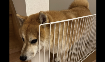 愛犬がいないと思ったら・・。ペットゲートに静かに挟まっている柴犬を発見!!「かわいすぎる!」「どうしてそこに?!」