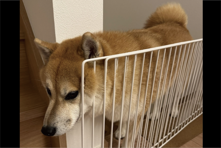 愛犬がいないと思ったら・・。ペットゲートに静かに挟まっている柴犬を発見！！「かわいすぎる！」「どうしてそこに？！」