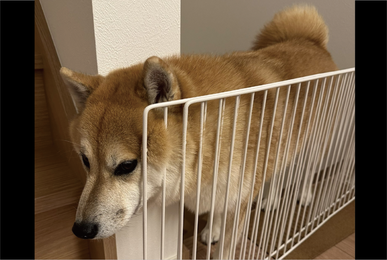 愛犬がいないと思ったら・・。ペットゲートに静かに挟まっている柴犬を発見!!「かわいすぎる!」「どうしてそこに?!」