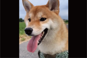 期待して待っていたけれど・・。遠くに人影が見えたのでナデナデしてもらえるかなと待機する柴犬に反響「表情めちゃ出ますね〜」「残念だったね・・」