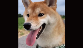 期待して待っていたけれど・・。遠くに人影が見えたのでナデナデしてもらえるかなと待機する柴犬に反響「表情めちゃ出ますね〜」「残念だったね・・」