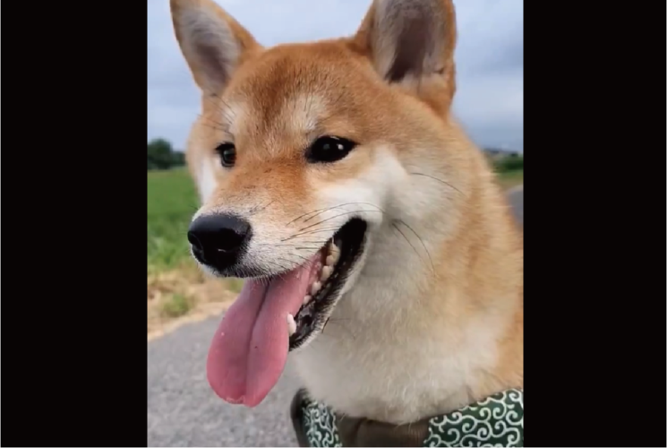 期待して待っていたけれど・・。遠くに人影が見えたのでナデナデしてもらえるかなと待機する柴犬に反響「表情めちゃ出ますね〜」「残念だったね・・」