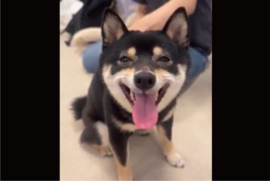 ご機嫌な柴犬。ナデナデしてもらって最高の笑顔になっている！！「表情が豊かすぎ」「幸せが溢れすぎてます」