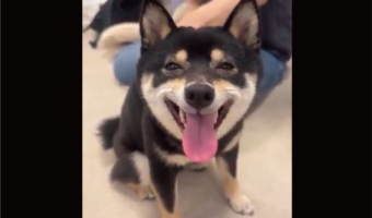 ご機嫌な柴犬。ナデナデしてもらって最高の笑顔になっている！！「表情が豊かすぎ」「幸せが溢れすぎてます」