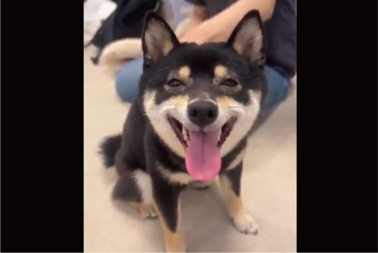 ご機嫌な柴犬。ナデナデしてもらって最高の笑顔になっている！！「表情が豊かすぎ」「幸せが溢れすぎてます」