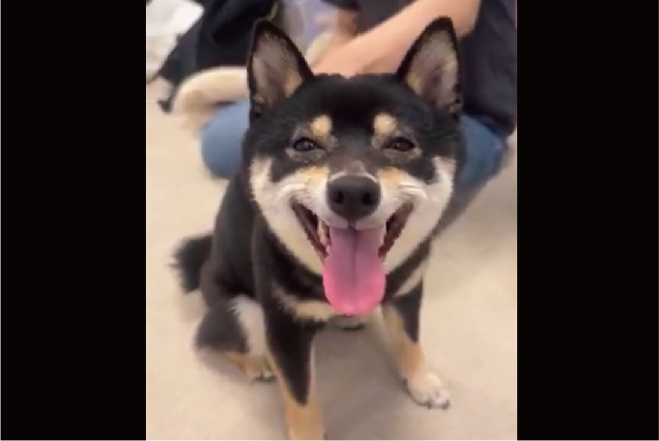 ご機嫌な柴犬。ナデナデしてもらって最高の笑顔になっている!!「表情が豊かすぎ」「幸せが溢れすぎてます」