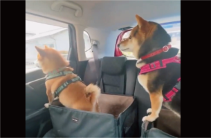 柴犬たちの動きがシンクロ！まったく同じ行動をする姿に反響「スイミングも出来そう」「すごい！柴ドリルからのタッチ！」