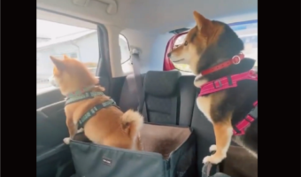 柴犬たちの動きがシンクロ！まったく同じ行動をする姿に反響「スイミングも出来そう」「すごい！柴ドリルからのタッチ！」