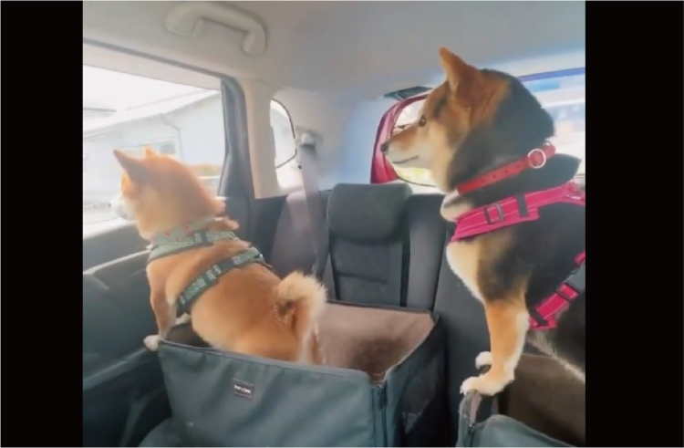 柴犬たちの動きがシンクロ！まったく同じ行動をする姿に反響「スイミングも出来そう」「すごい！柴ドリルからのタッチ！」