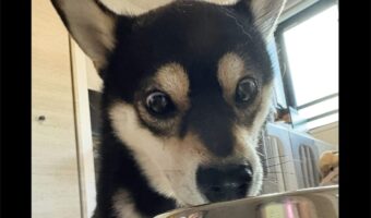 水を飲もうとしなかった柴犬が水分補給してくれている!夢中になっている姿が話題に「すごくいいびっくり顔」「おめめが物語ってますね!」