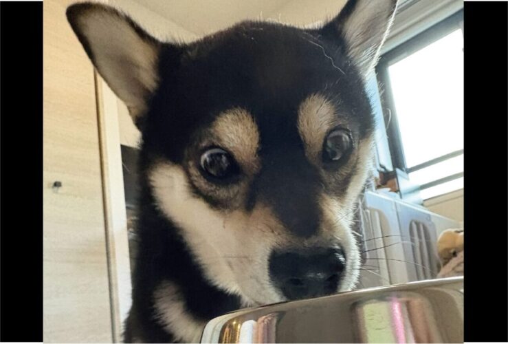 水を飲もうとしなかった柴犬が水分補給してくれている！夢中になっている姿が話題に「すごくいいびっくり顔」「おめめが物語ってますね！」