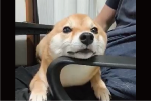 豆柴の耳がピョン！生え変わった（？）瞬間が話題に「想像以上の速さだった」「生えていない時ちょっとウサギみたい」