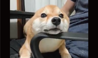 豆柴の耳がピョン！生え変わった（？）瞬間が話題に「想像以上の速さだった」「生えていない時ちょっとウサギみたい」