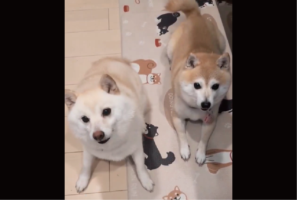 対照的な柴犬たち。おやつをじっと待つ赤柴と待ちきれずウズウズしている白柴が話題に「完璧な静と動の対比ですね」「個性的で両方ともかわいい」