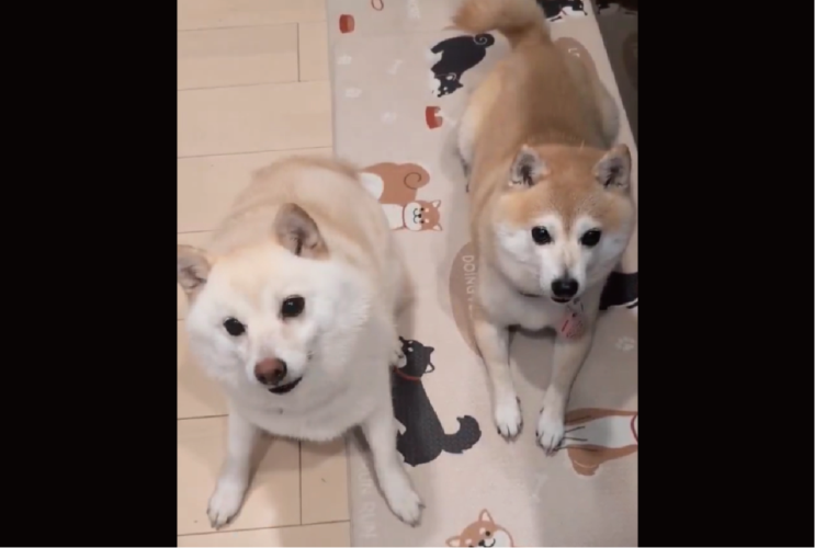 対照的な柴犬たち。おやつをじっと待つ赤柴と待ちきれずウズウズしている白柴が話題に「完璧な静と動の対比ですね」「個性的で両方ともかわいい」