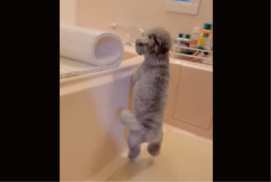 お風呂のフタを閉めると・・。飛び跳ねながら追いかけるトイプードルが話題に「キュートな両足3ステップ」「何回でもやってあげたい」