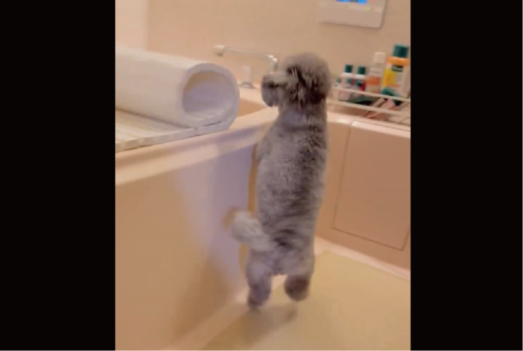 お風呂のフタを閉めると・・。飛び跳ねながら追いかけるトイプードルが話題に「キュートな両足3ステップ」「何回でもやってあげたい」