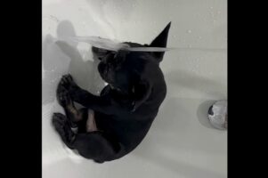 初めてのバスタイム！フレンチブルドッグの子犬は慣れない水を嫌が・・らない！【海外・動画】