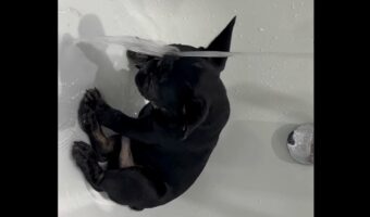 初めてのバスタイム!フレンチブルドッグの子犬は慣れない水を嫌が・・らない!【海外・動画】