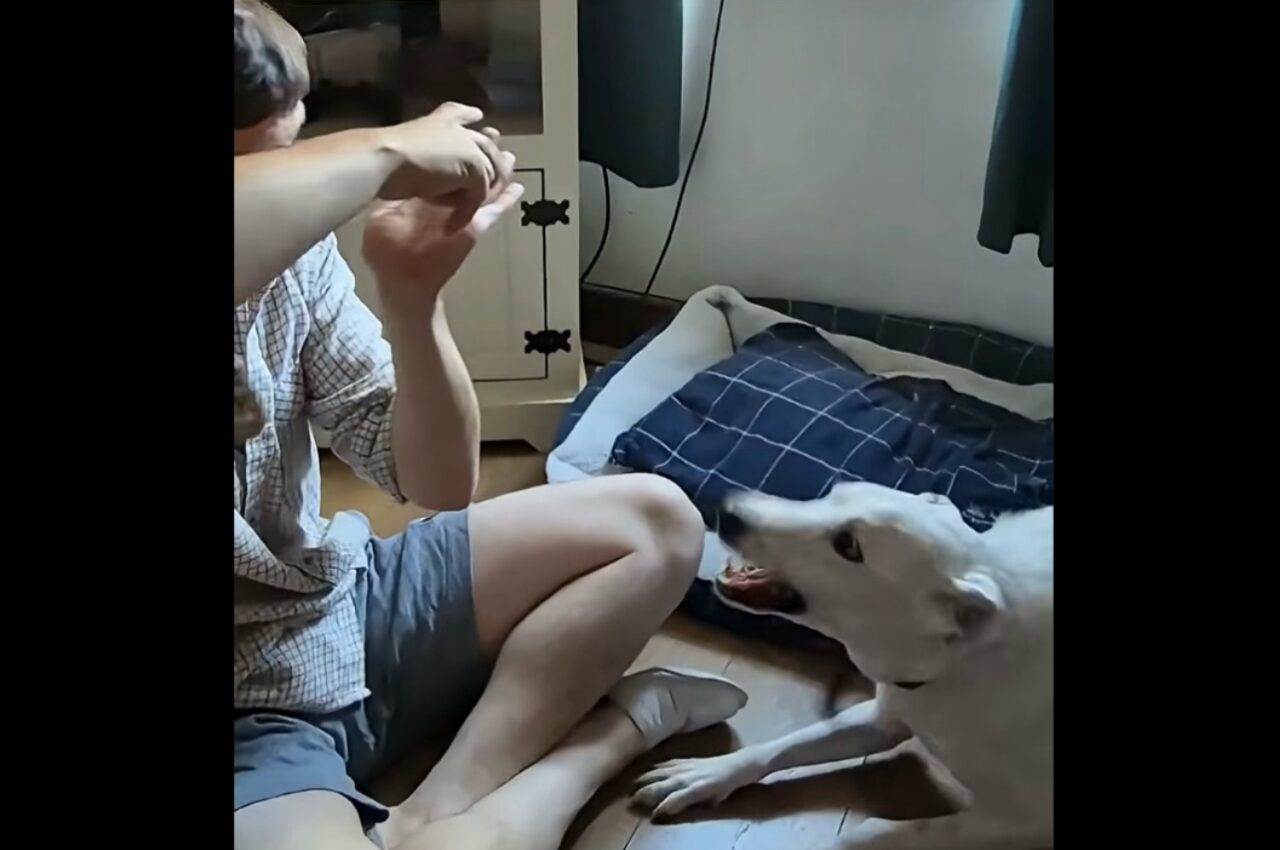 おさんぽのお知らせに大喜び！耳の聞こえない愛犬のリアクションがかわいすぎる！【海外・動画】