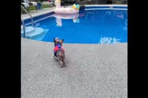 「よ～し、泳ぐぞ～！」と張り切っているヨークシャーテリア？全力で向かった先はリラックスできるエアーマットでした！【海外・動画】