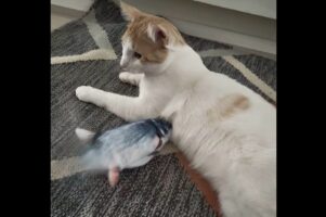 温度差がシュール。魚のオモチャが懐に入り込もうとしているけれど・・ネコは無反応！？【海外・動画】