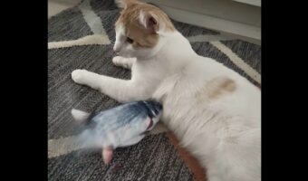 温度差がシュール。魚のオモチャが懐に入り込もうとしているけれど・・ネコは無反応!?【海外・動画】
