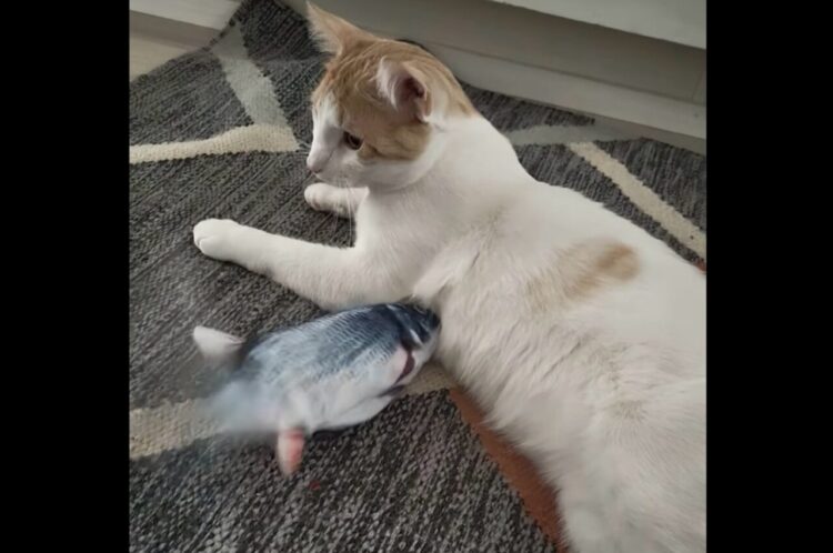 温度差がシュール。魚のオモチャが懐に入り込もうとしているけれど・・ネコは無反応！？【海外・動画】