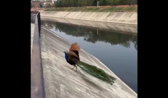 クジャクがピンチ！急斜面から水路に滑り落ちそうに！？【海外・動画】