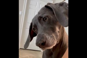 「なんて言ってるんだろう？」ふにゃふにゃ声を出す赤ちゃんをそっと見守るワイマラナー【アメリカ・動画】