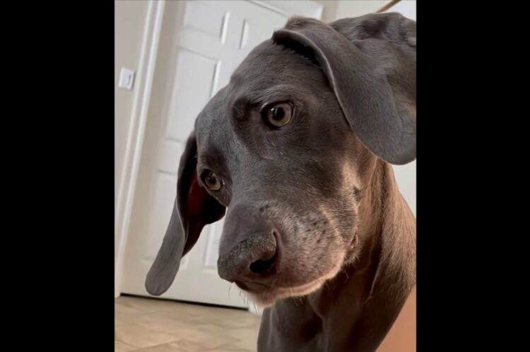 「なんて言ってるんだろう？」ふにゃふにゃ声を出す赤ちゃんをそっと見守るワイマラナー【アメリカ・動画】