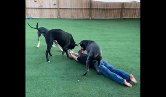 「庭に行こ!」ロープを掴むパパさんを愛犬たちがヨイショ、ヨイショと力いっぱい引っ張り誘導!!【アメリカ・動画】