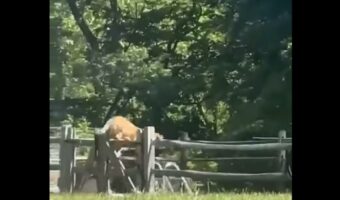 フェンスじゃ止められない！愛犬は大好きなプールを目指して真っすぐ突き進む！！【アメリカ・動画】