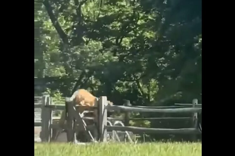 フェンスじゃ止められない！愛犬は大好きなプールを目指して真っすぐ突き進む！！【アメリカ・動画】