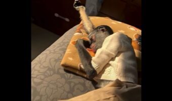 ダラーンと伸びる細長い腕。サルが気持ちよさそうにぐっすりお昼寝中！