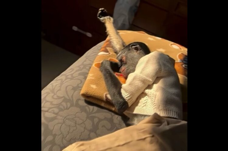 ダラーンと伸びる細長い腕。サルが気持ちよさそうにぐっすりお昼寝中！