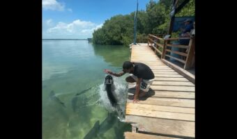 魚にエサやりをしようとしたら・・!とんでもなく大きい魚が勢いよく飛び出してきた!?【アメリカ・動画】