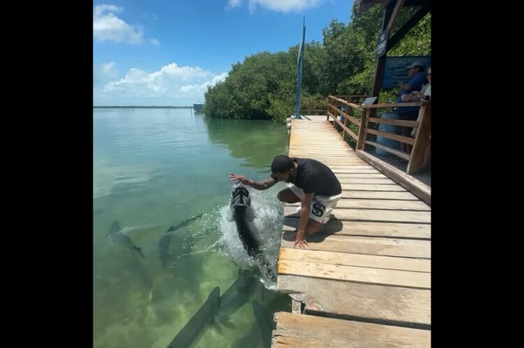 魚にエサやりをしようとしたら・・！とんでもなく大きい魚が勢いよく飛び出してきた！？【アメリカ・動画】