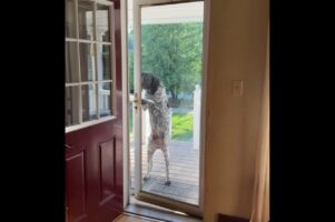 玄関のドアを自力で突破！賢くて器用なクーンハウンド！！【アメリカ・動画】