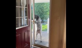 玄関のドアを自力で突破!賢くて器用なクーンハウンド!!【アメリカ・動画】