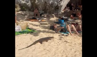 ビーチでのんびり日光浴を楽しんでいたら・・。オオトカゲが迫ってきた!?【海外・動画】