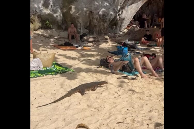 ビーチでのんびり日光浴を楽しんでいたら・・。オオトカゲが迫ってきた！？【海外・動画】