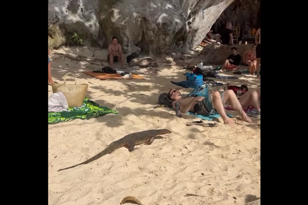 ビーチでのんびり日光浴を楽しんでいたら・・。オオトカゲが迫ってきた!?【海外・動画】