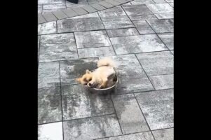 水遊び大好き！子犬が水飲み用のボウルをプールにしちゃった！？【アメリカ・動画】