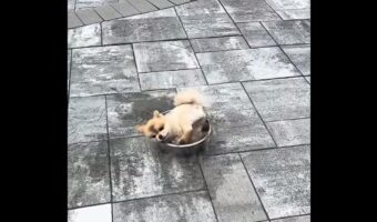 水遊び大好き!子犬が水飲み用のボウルをプールにしちゃった!?【アメリカ・動画】