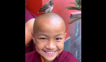 小さなお坊さんの頭に雛鳥が！？エサをこぼされてもニッコリ笑顔を崩さないお坊さん