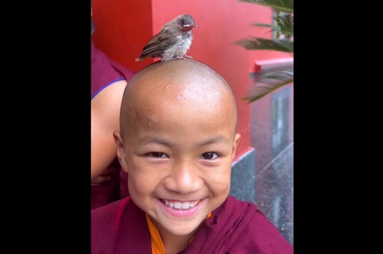 小さなお坊さんの頭に雛鳥が！？エサをこぼされてもニッコリ笑顔を崩さないお坊さん