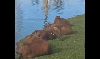 後ろから近寄って・・なでり。カピバラと獰猛そうな鳥のほっこりやり取りを目撃！【海外・動画】