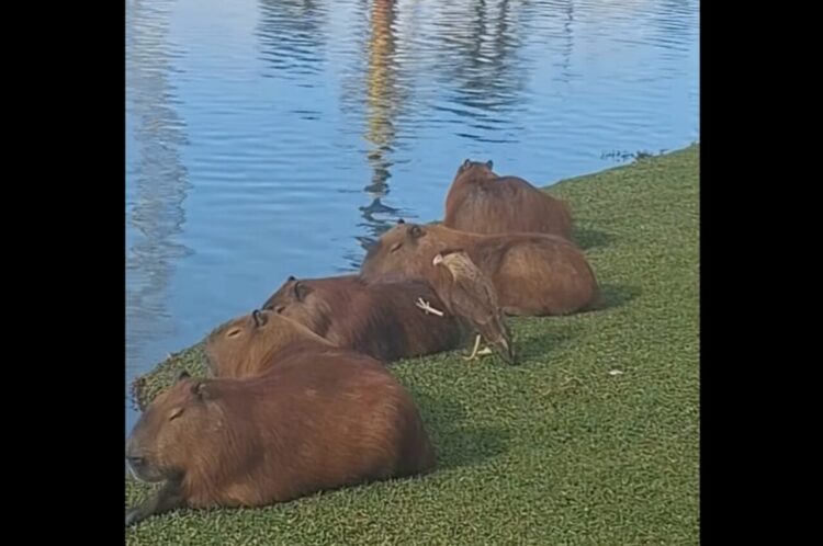 後ろから近寄って・・なでり。カピバラと獰猛そうな鳥のほっこりやり取りを目撃！【海外・動画】